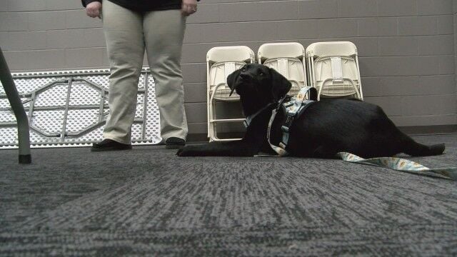 <i>WAAY via CNN Newsource</i><br/>One North Alabama animal shelter is teaming up with inmates to help train and socialize dogs.