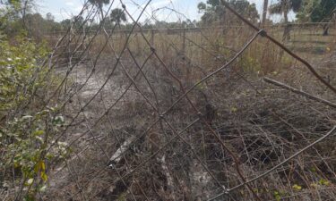 Large amounts of rusty barbed wire along an ATV trail north of the Orangetree community