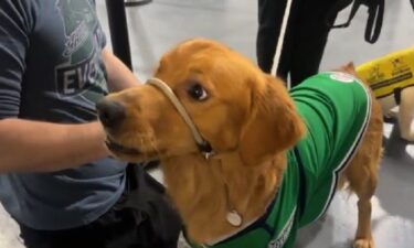 Charlie is a well-trained service dog by day
