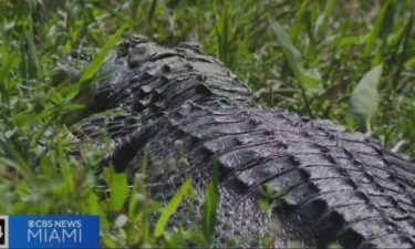 Federal budget cuts are taking a toll on South Florida's national parks
