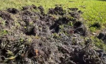 Neighbors are surprised to see a passel of hogs wandering the cul-de-sacs and rooting up lawns.