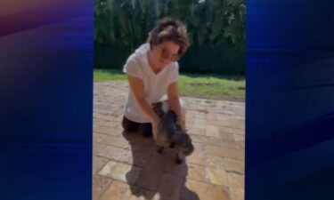 A French bulldog stolen from a home in Cutler Bay was reunited with his owner