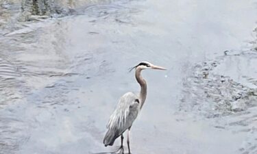 “Someone’s careless action took the life of this really meaningful special bird."