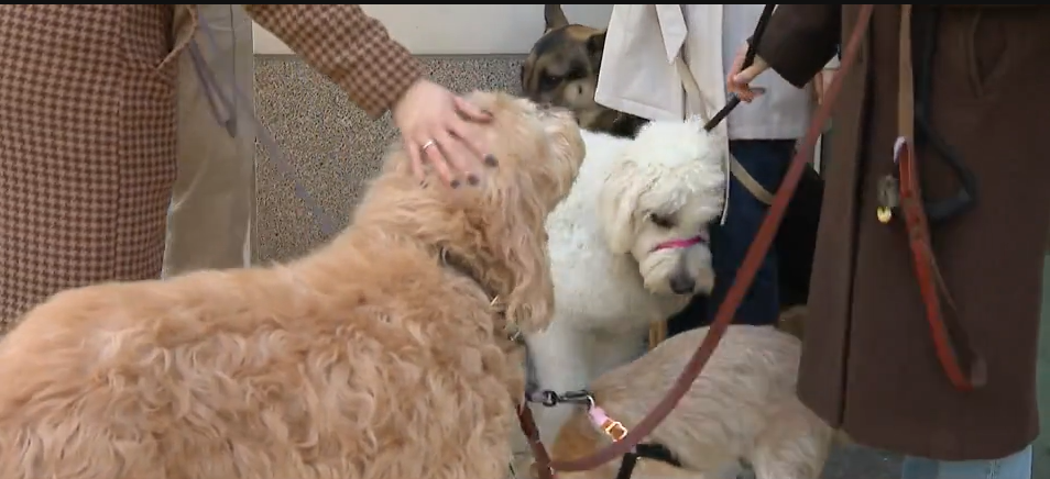<i>WBBM via CNN Newsource</i><br/>River North residents said dozens of dogs are getting electrically shocked just by entering or exiting the building