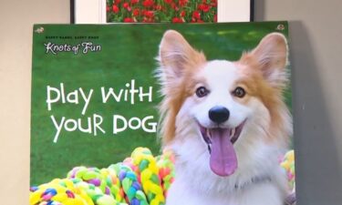 Did you know that the pet toy industry is big business? By some estimates