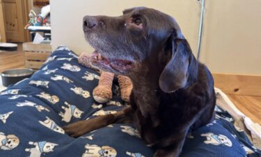 Duke is an energetic English Lab was close to death