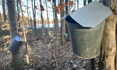 Buckets hanging on maple trees to collect sap to make maple syrup at Camp Jiijak in Hopinks