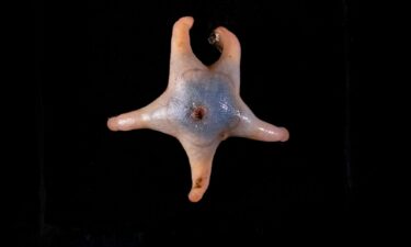 A new species of guitar shark was found off the coast of Mozambique and Tanzania.