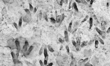 A 200-million-year-old slab of rock has been found to have 66 fossilized dinosaur footprints from the Early Jurassic. The rock was on display at an Australia high school for 20 years.