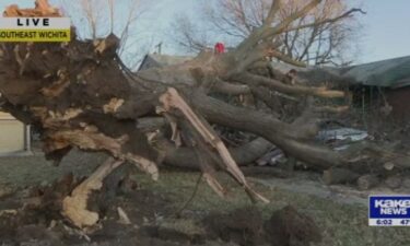 The tree