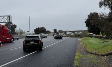 The tree narrowly missed two vehicles that were traveling in nearby lanes.