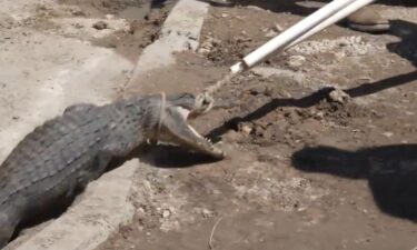 A six-foot-long alligator that had been stuck in a Weslaco storm drain for over a month is finally free.