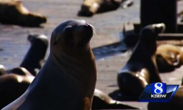 The National Oceanic and Atmospheric Administration is offering up to $20