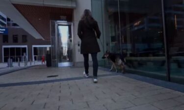 After revelations that dozens of dogs at a high-rise in Chicago's River North district were getting zapped simply going into and out of the building