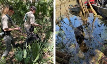 A dog missing for a week was rescued after being tangled in a tree in the Withlacoochee River over the weekend