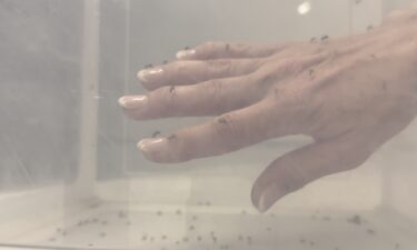 Lee County Mosquito Control District has a new way to lower the population of mosquitoes. The sterilized insect program sterilizes male backyard mosquitoes and doesn't require chemicals or pesticides.