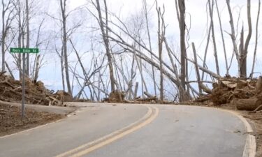 Downed trees along Elk Mountain Scenic Highway