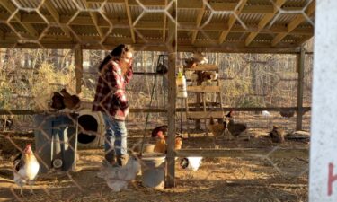A Virginia Beach teacher is embracing chicken farming.