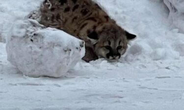 The cubs are believed to be 7 to 9 weeks old.