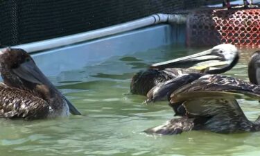 Brown Pelicans are being found in alarming numbers