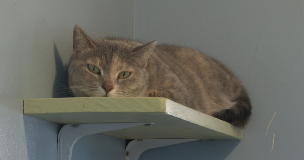 <i>KOAA via CNN Newsource</i><br/>Wild Blue Cats Outreach sanctuary has a new safety plan.