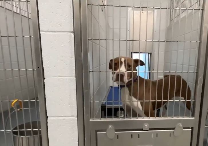 <i>KTBS via CNN Newsource</i><br/>The Mount Pleasant City Council has four city animal ordinances under review to help combat its stray population.