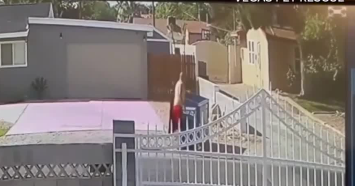 <i>KTNV via CNN Newsource</i><br/>Las Vegas police confirmed to Channel 13 that a suspect has been arrested in the incident where a man was captured on video throwing a chihuahua into a dumpster.
