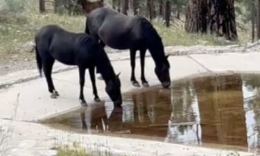 Seven wild horses from the Kyle Canyon area may soon be relocated and adopted by a local rescue.