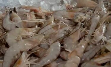 Shrimpers said President Donald Trump's new tariffs on shrimp-supplying countries are a good catch for their business.