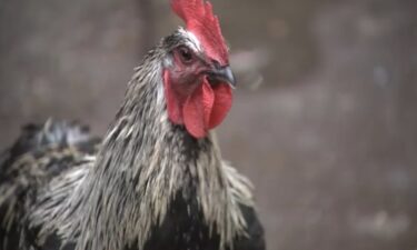 Neighbors in Upper Manhattan are upset about quite a ruckus from a bunch of roosters that have been "cock-a-doodle-dooing" at all hours.