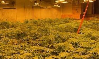 The most recent marijuana bust in Somerset County was on April 1 at a home on South Road in Harmony that police have searched and seized drugs from before. Police went to the home at about 9 a.m. with a drug search warrant.