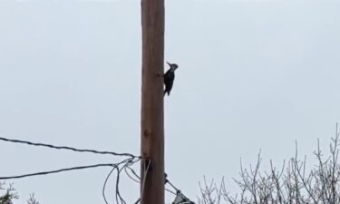 The woodpecker's mischievous antics quickly turned into a local sensation.