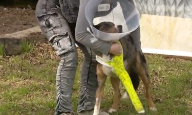 One Omaha family is feeling a bit of relief after their two family dogs finally returned home after being missing for 12 hours. What they didn't expect was for one of their dogs to return fighting for his life after a run-in with a coyote.