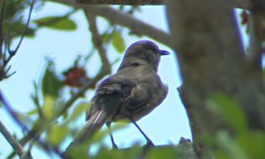 Florida's mockingbird is fighting to save its title as state bird