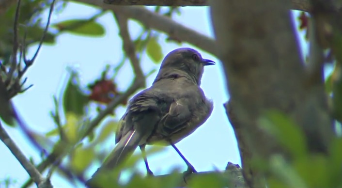 <i>WBBH via CNN Newsource</i><br/>Florida's mockingbird is fighting to save its title as state bird