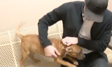 Dog is man's best friend