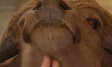 A central Iowa woman turned her inspiration from Phill the water buffalo into a book called "Phill's Grand Adventure: Finding Home." It started when author Judith Cass received a text from her friend