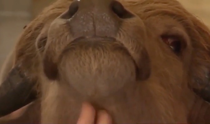 <i>KCCI via CNN Newsource</i><br/>A central Iowa woman turned her inspiration from Phill the water buffalo into a book called "Phill's Grand Adventure: Finding Home." It started when author Judith Cass received a text from her friend