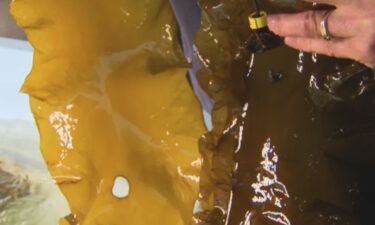 Kelp developed by Woods Hole Oceanographic Institution researchers is pictured.