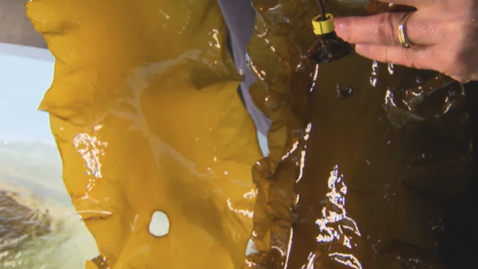<i>WBZ via CNN Newsource</i><br/>Kelp developed by Woods Hole Oceanographic Institution researchers is pictured.