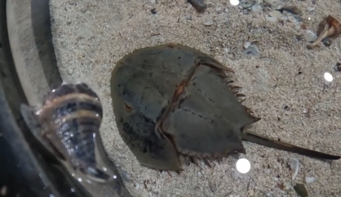 <i>WBBH via CNN Newsource</i><br/>Horseshoe crabs have been around for millions of years