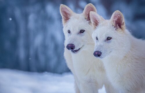 Shown here are two of three wolves genetically edited by scientists to have traits of a dire wolf
