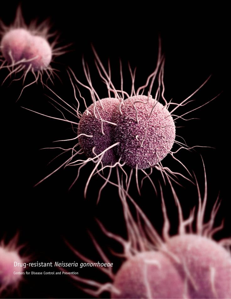 <i>Center for Disease Control via CNN Newsource</i><br/>Neisseria gonorrhoeae is the type of bacteria that causes gonorrhea