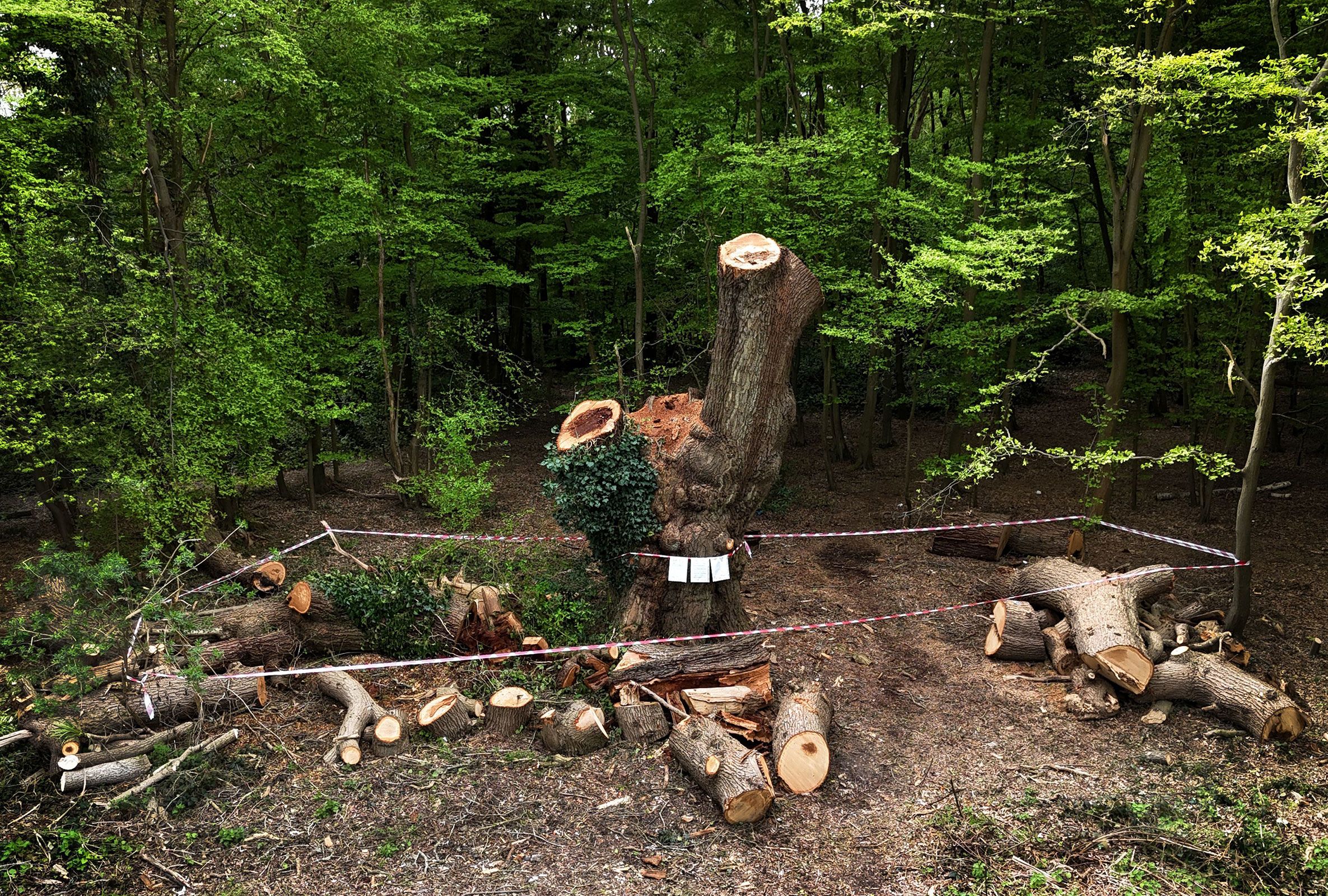 <i>James Veysey/Shutterstock via CNN Newsource</i><br/>A centuries-old oak tree in Enfield