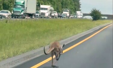 A runaway kangaroo moves down a stretch of interstate in Tuskegee