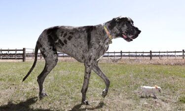 Reggie (left) is the world's tallest dog while Pearl (right) is the world's shortest.
