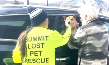 Summit Lost Pet Rescue is a nonprofit volunteer group that does exactly what their name says; help make sure pets lost in the mountains find their way home.
