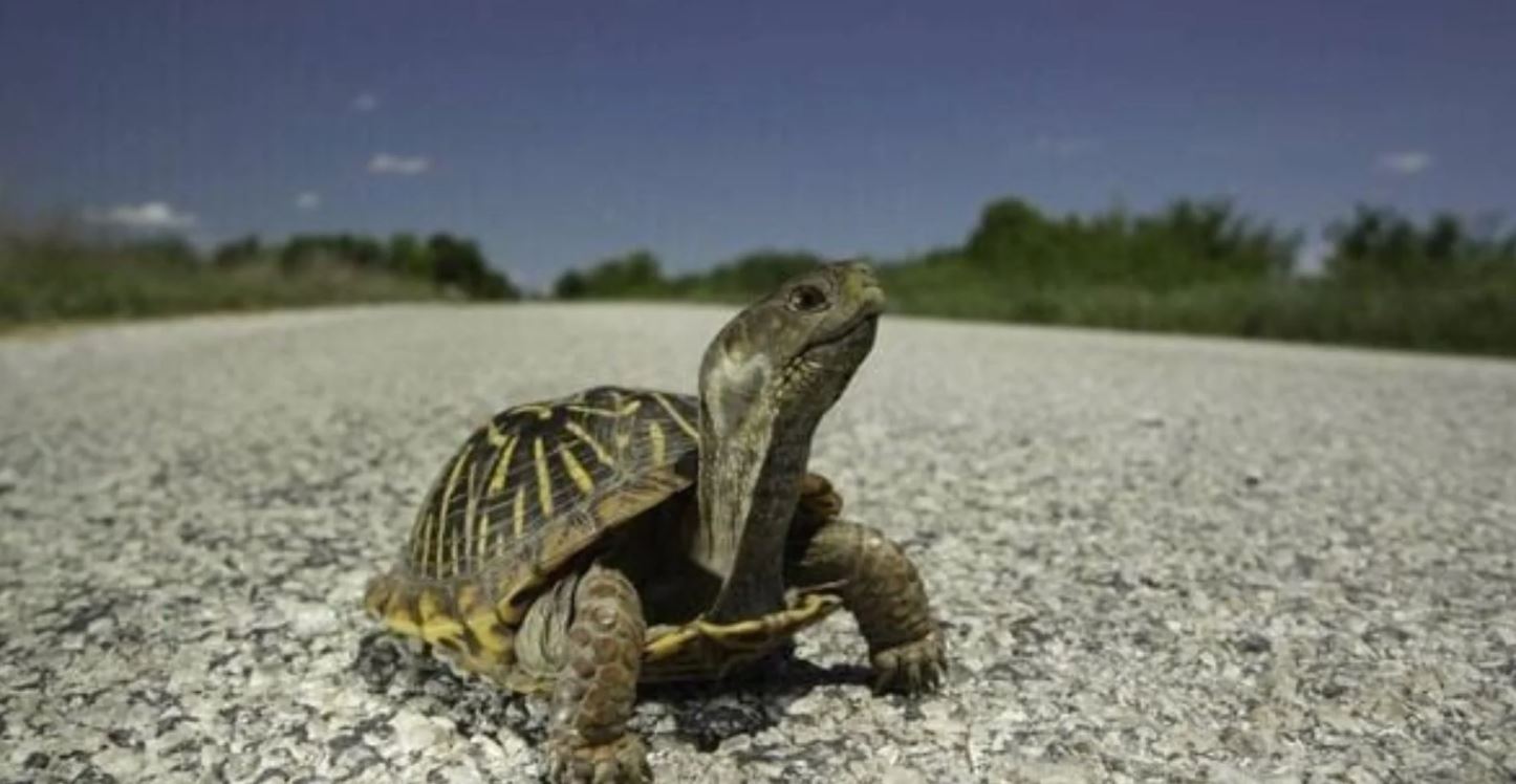 <i>Missouri Department of Conservation/KOMU via CNN Newsource</i><br/>A turtle crossing the road in the warm spring months.
