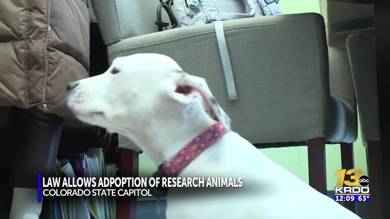 <i>KRDO via CNN Newsource</i><br/>A new Colorado law is guaranteeing animals used as test subjects in health-related research a second chance at life before euthanasia.
