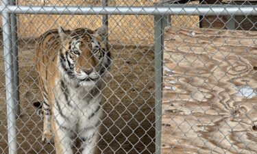 Authorities in Nye County are helping to seize seven tigers in Pahrump.